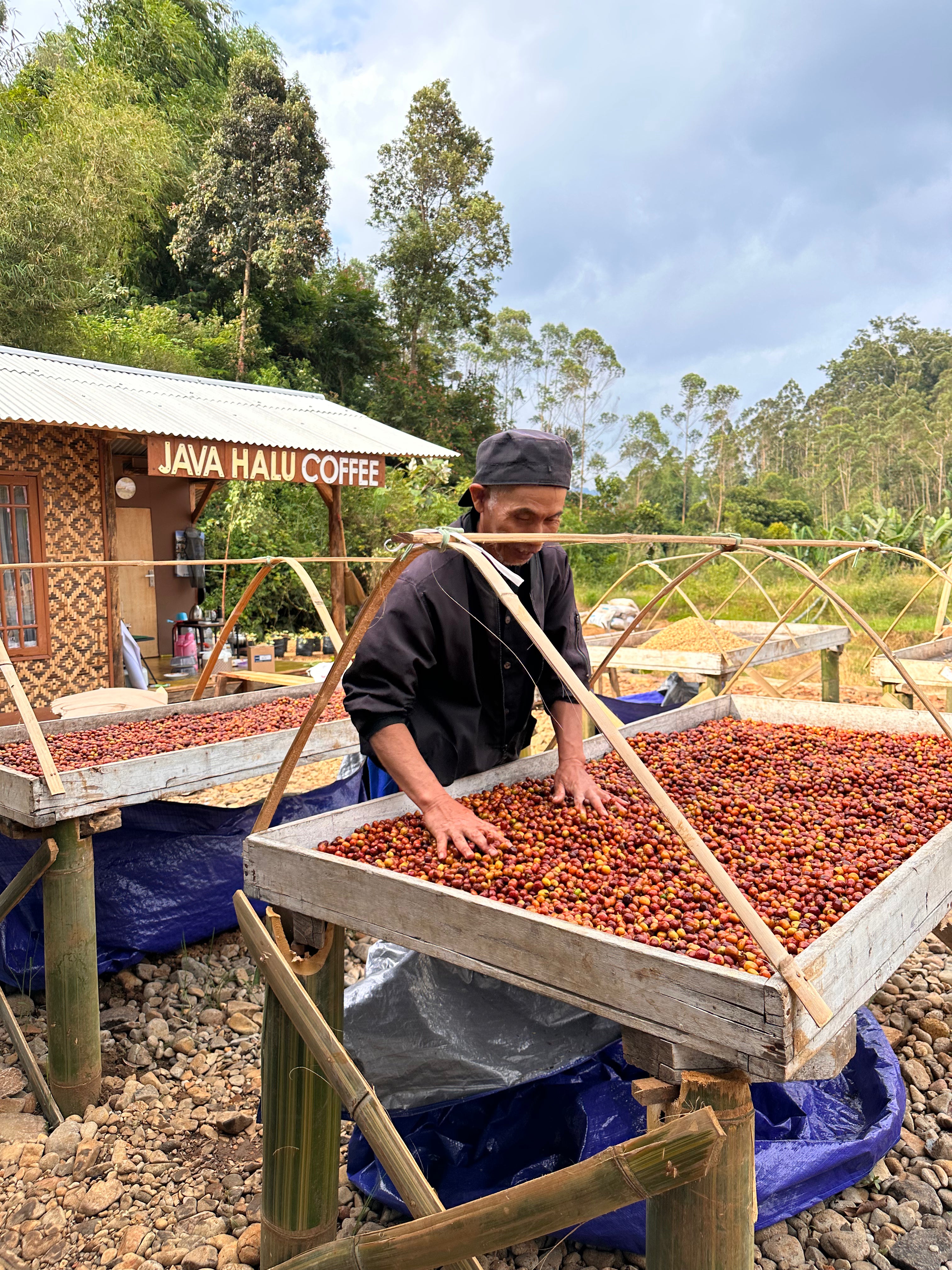 Java Halu Team Collections – Skylark Coffee