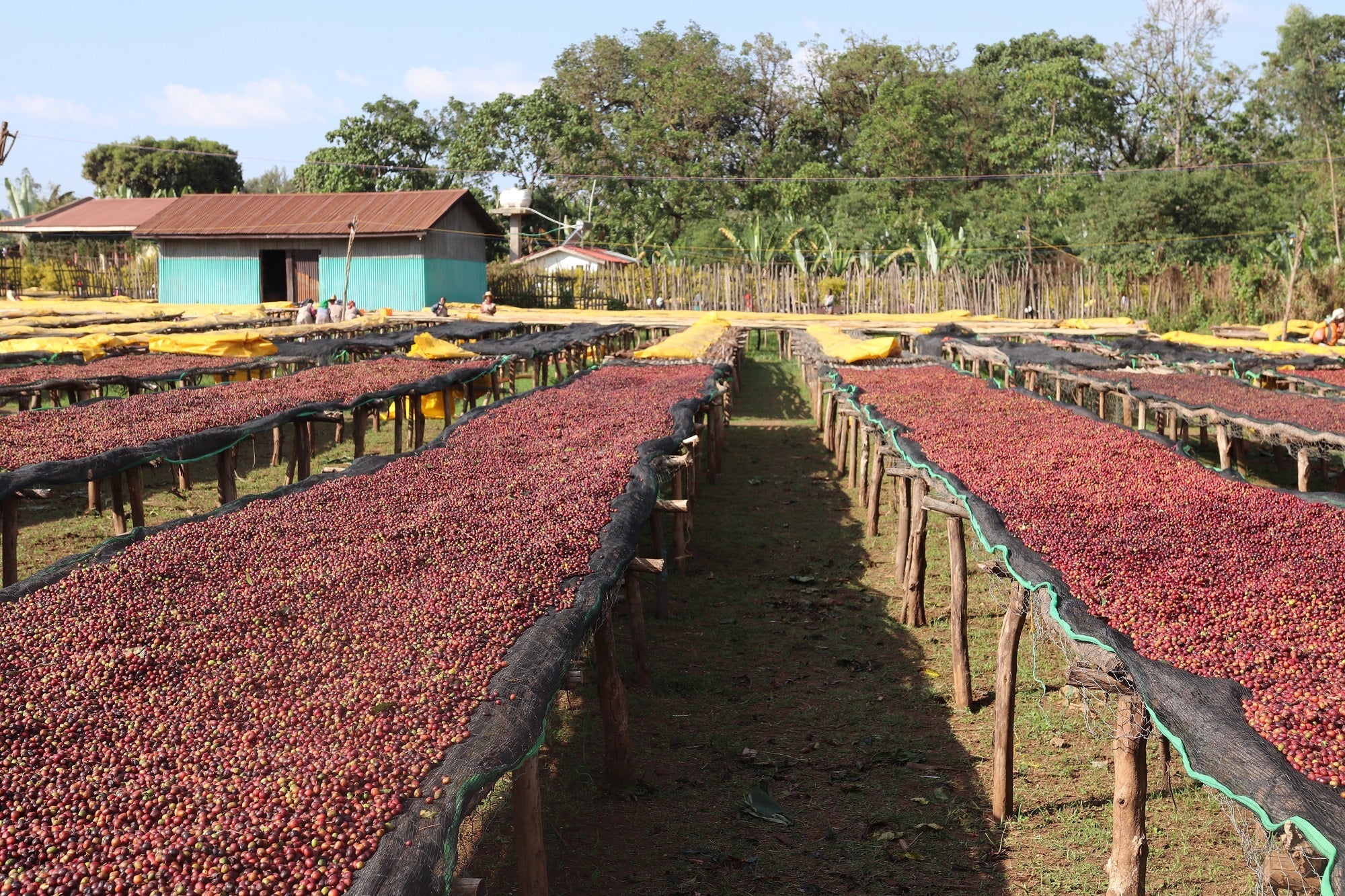 A picture of coffee cherries drying on raised African beds.